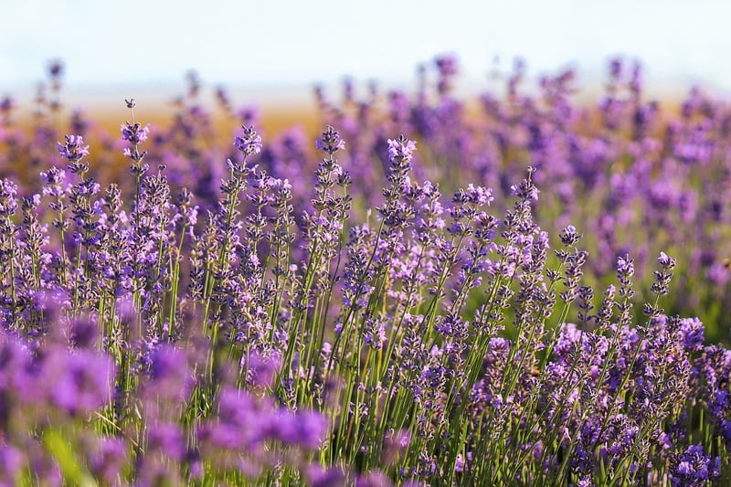 Aromatherapy